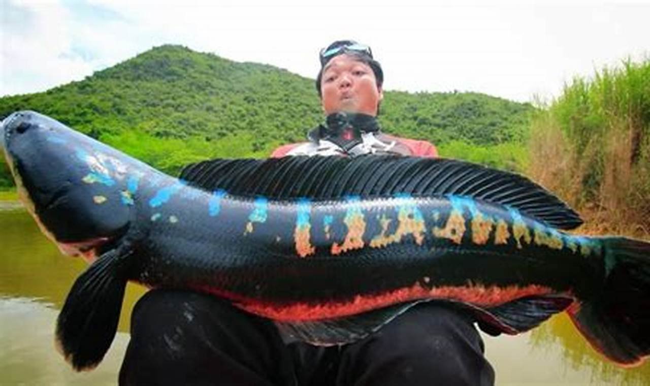 Rahasia Ikan Toman Terungkap: Penemuan dan Wawasan yang Mengagumkan